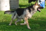 Alma - sierpień 2011r.